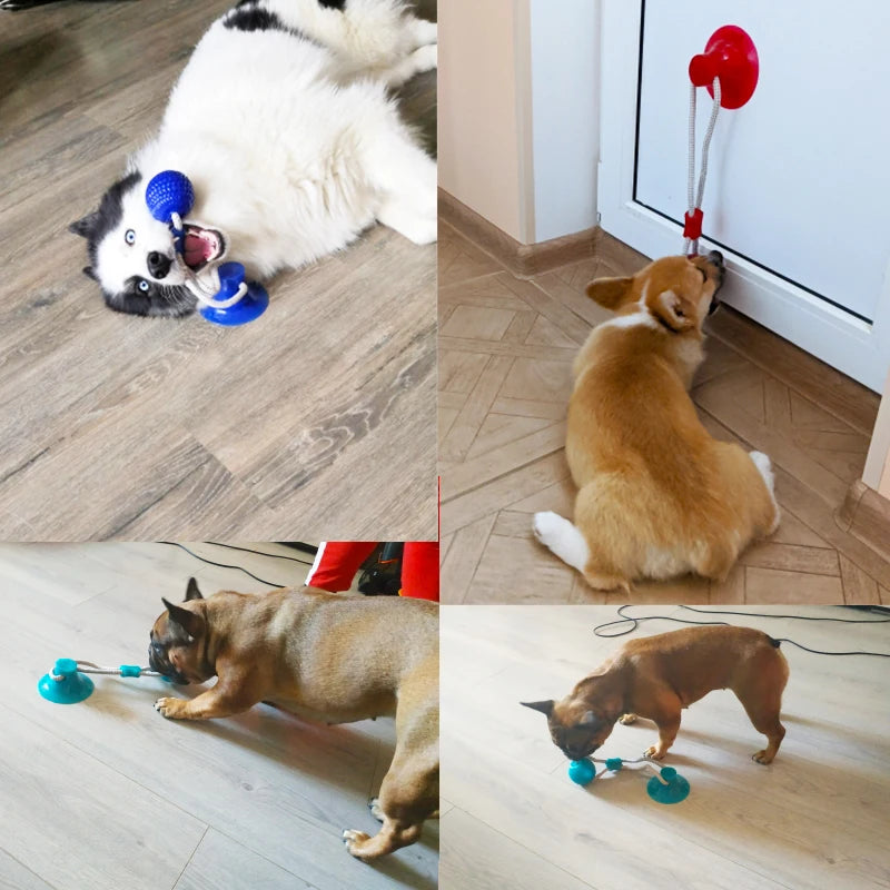 Juguete Interactivo para Perros con Ventosa y Pelota Mordedora