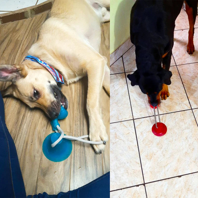 Juguete Interactivo para Perros con Ventosa y Pelota Mordedora