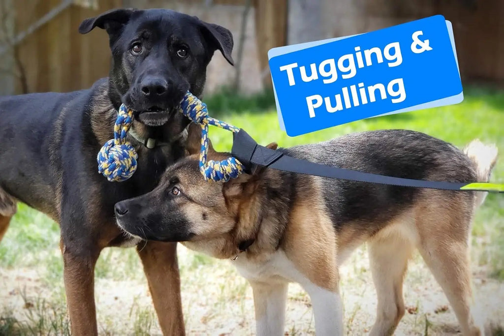 Juguete Colgante para Perros con Cuerda Elástica de Mordida